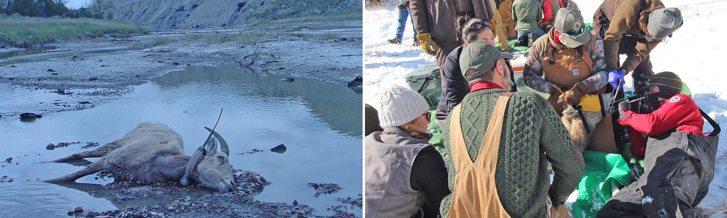 Deceased collared bighorn ewe found in North Dakota. Researchers and volunteers test a bighorn as part of the Whiskey Mountain Bighorn Restoration Project in WY.